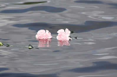 Flower on the water for Jeanette.